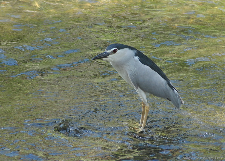 Nycticorax nycticorax - Nitticora